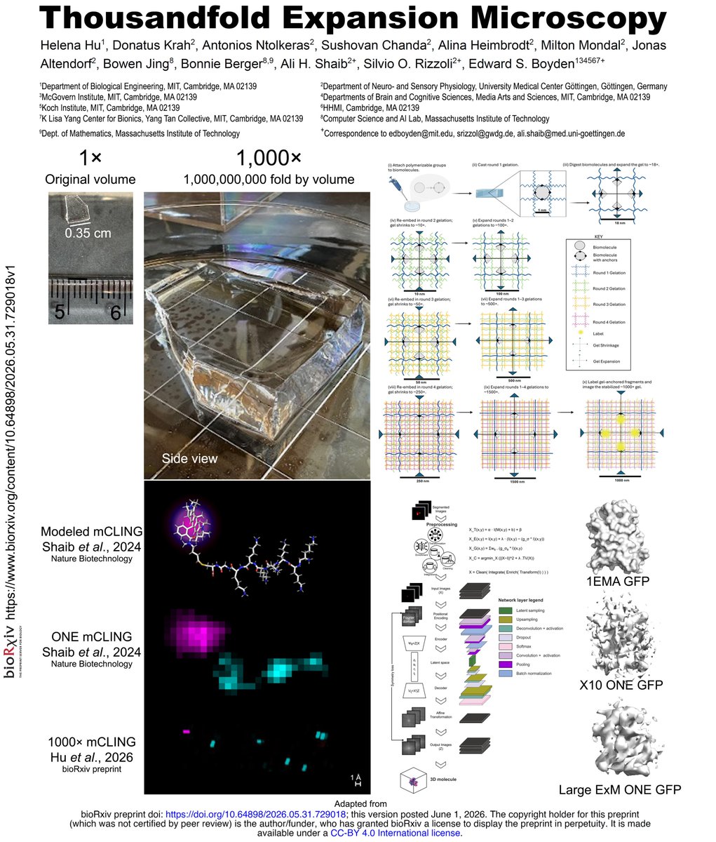 AliHShaib's tweet photo. Hello world, meet 1,000× Expansion Microscopy.
1,000,000,000× expansion by volume! A gel that starts at a few centimeters will then expand to the volume of an Olympic swimming pool. https://t.co/E43kxx4O5M
In our new bioRxiv preprint, work carried out between MIT and UMG, led by Helena Hu in collaboration with scientists from the labs of @eboyden3  Ed Boyden, Silvio Rizzoli, and myself, we present Thousandfold Expansion Microscopy.
By enlarging biological specimens across multiple rounds of expansion, molecular-scale features, as small as the distances between adjacent amino acids, can be visualized with conventional optical microscopes.
Democratizing super-resolution microscopy.