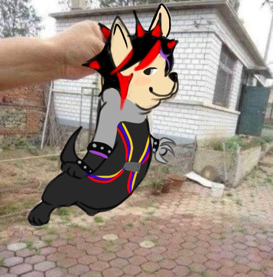 Everlonggggggg's tweet photo. Punk puppy tune yes yes https://t.co/FsmBRG71zh