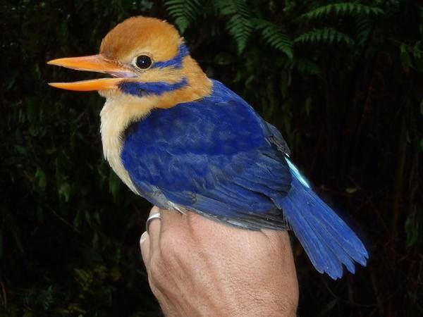 PalmOilDetect's tweet photo. The cheeky colourful Bougainville Moustached Kingfisher 🦜🇵🇬 lives in #PapuaNewGuinea and #WestPapua #rainforest, endangered by #palmoil #deforestation. Boycott the brands destroying their home #BoycottPalmOil @palmoildetect #Boycott4Wildlife https://t.co/fkC5jCoMfu https://t.co/2EkmVECkCD