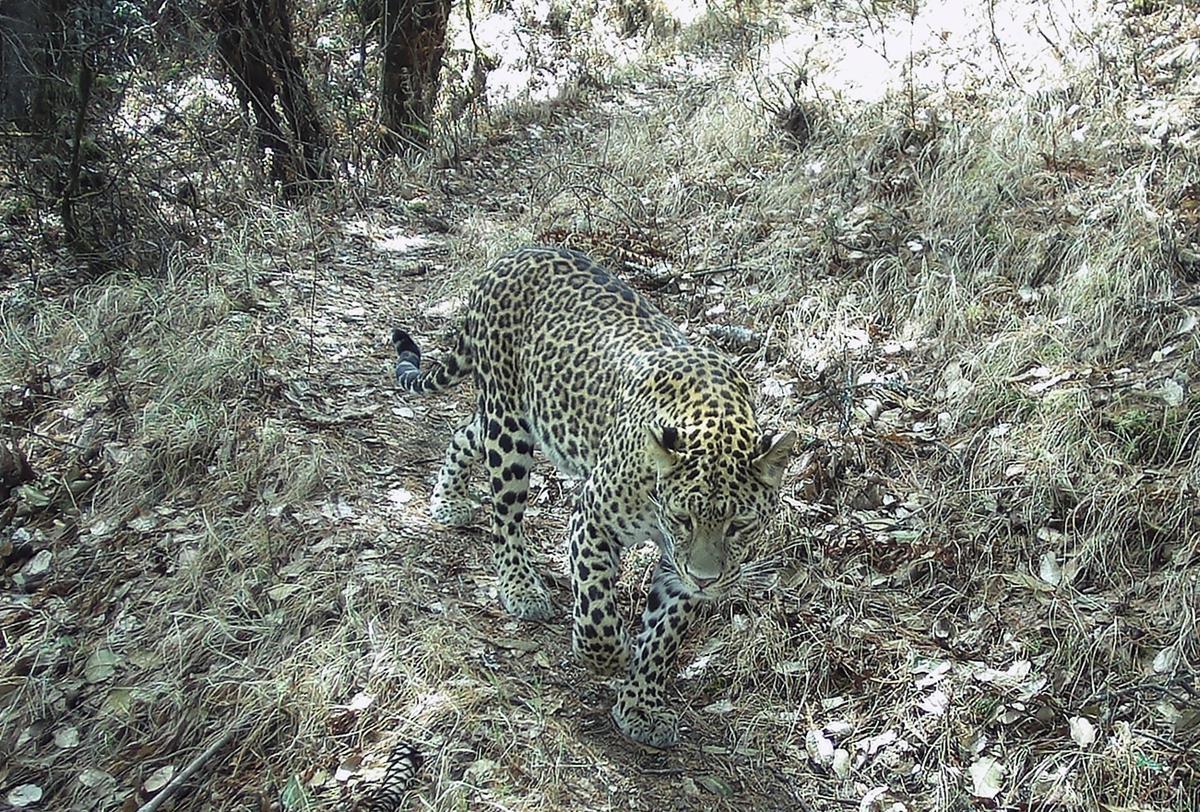 ChinaDaily's tweet photo. Three nationally protected wildlife species — the leopard, white-lipped deer, and Eurasian lynx — have been recorded together for the first time in the Nujiang River basin in southern Chamdo, Xizang autonomous region, according to Xizang Daily. https://t.co/OGkzjkxifQ https://t.co/I7RE7aGbsV