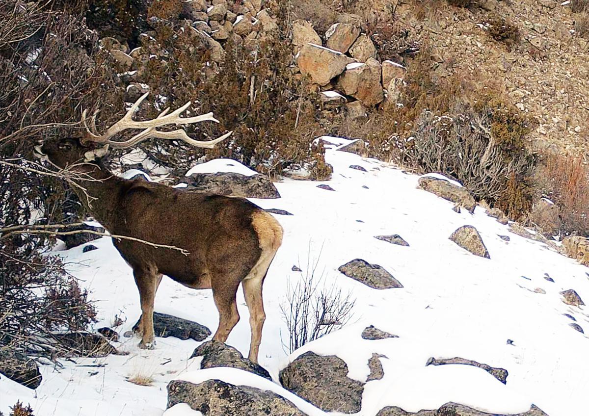 ChinaDaily's tweet photo. Three nationally protected wildlife species — the leopard, white-lipped deer, and Eurasian lynx — have been recorded together for the first time in the Nujiang River basin in southern Chamdo, Xizang autonomous region, according to Xizang Daily. https://t.co/OGkzjkxifQ https://t.co/I7RE7aGbsV