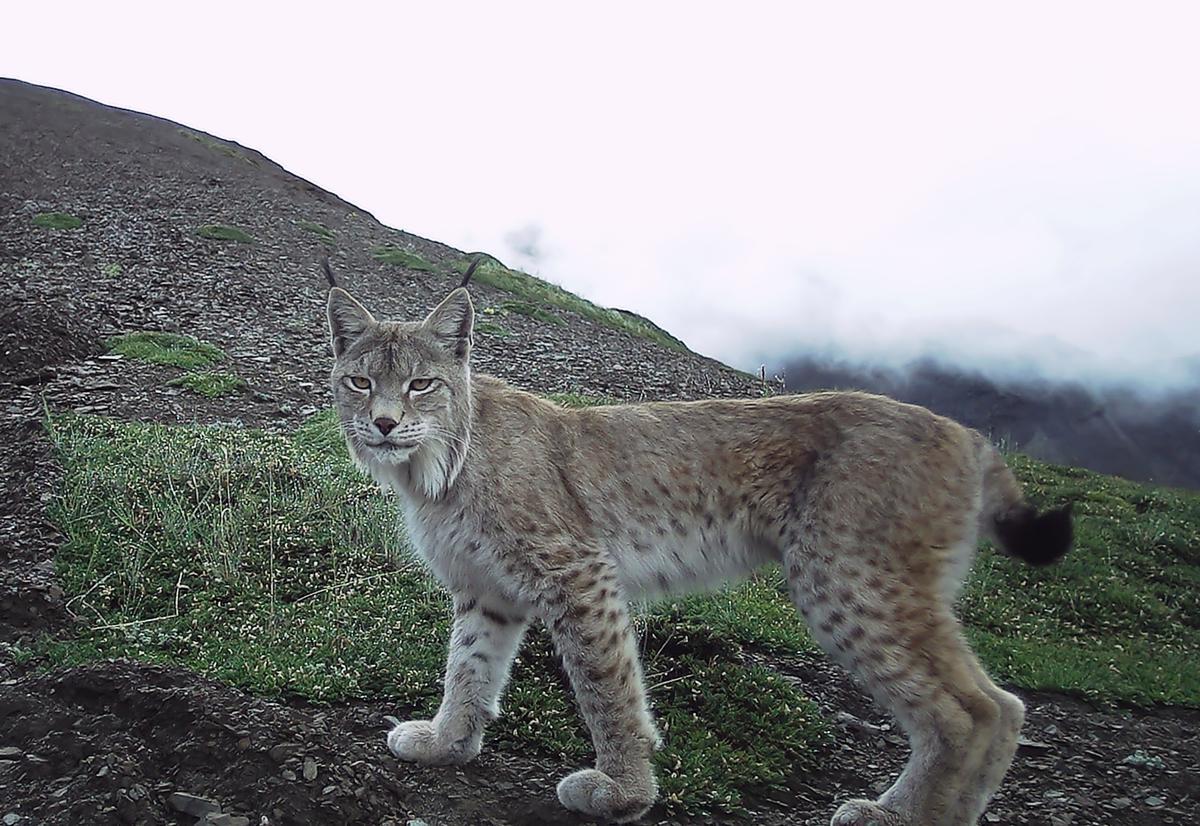 ChinaDaily's tweet photo. Three nationally protected wildlife species — the leopard, white-lipped deer, and Eurasian lynx — have been recorded together for the first time in the Nujiang River basin in southern Chamdo, Xizang autonomous region, according to Xizang Daily. https://t.co/OGkzjkxifQ https://t.co/I7RE7aGbsV