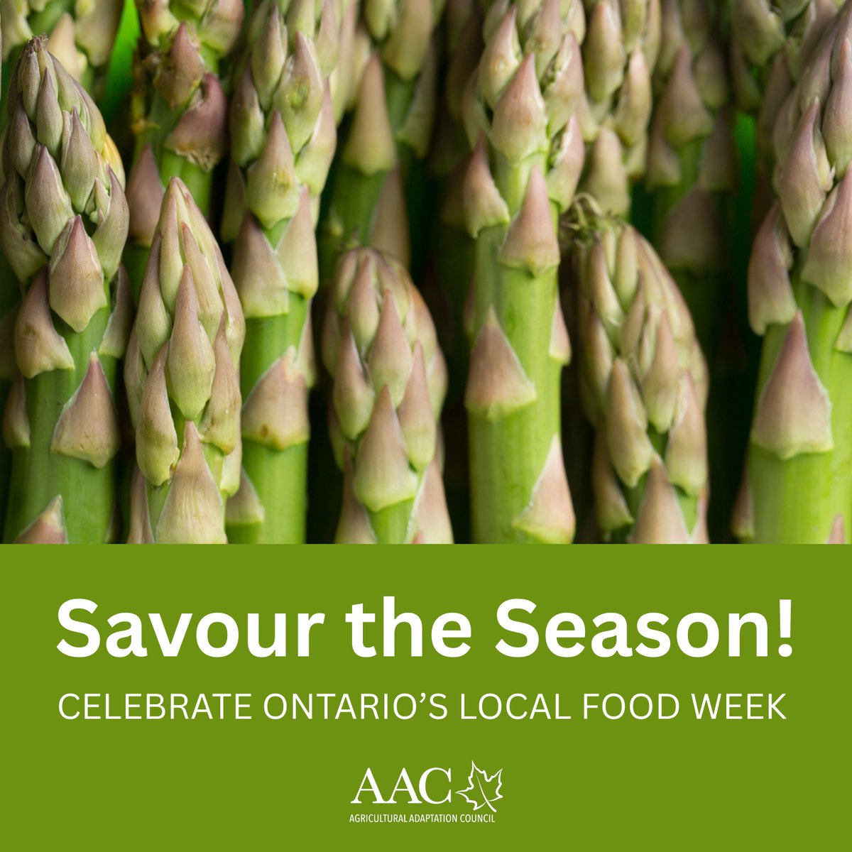 adaptcouncil's tweet photo. It’s Local Food Week in Ontario – a time to celebrate the farmers, food processors, retailers, and agri-food businesses that help feed our communities every day.
Choosing local food supports Ontario jobs, strengthens rural communities, and helps build a more resilient food system across the province.
At AAC, we’re proud to support initiatives and partnerships that help Ontario’s agri-food sector grow, innovate, and thrive.
This week, we encourage everyone to support local by shopping Ontario-grown and Ontario-made whenever possible.
#LocalFoodWeek #LoveONFood #OntarioAg #SupportLocal #OntAg #AgriFood #RuralOntario"