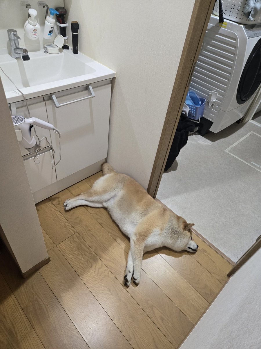 大五郎(柴犬) tweet media