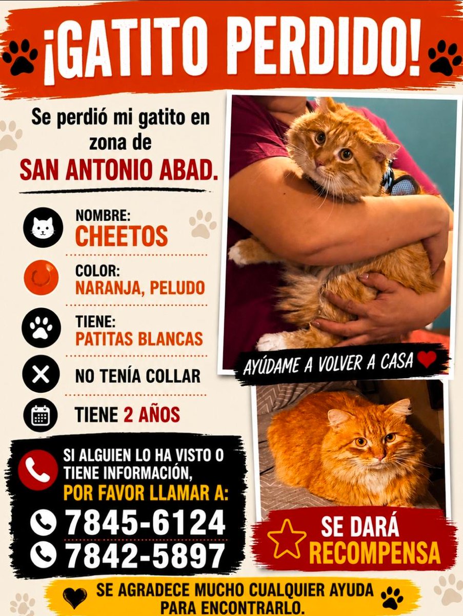 alertux's tweet photo. #MascotasALX 🐾Reportan extraviado a “Chetos” en la zona de Calle San Antonio Abad y avenida Los Bambú.

Si alguien lo ha visto o tiene información sobre su paradero, sus dueños se encuentran buscándolo. Agradecerán cualquier información que ayude a encontrarlo. https://t.co/mlHuCyzh0X
