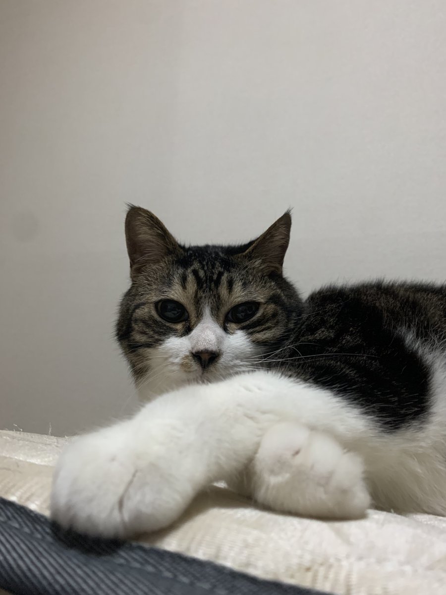 bosuoCH's tweet photo. もう6月かぁ！
1日ももう終わっちまうけど、皆さん今月もよろしくお願いしゃす🙏！！！！ https://t.co/p2qCsl7TxZ