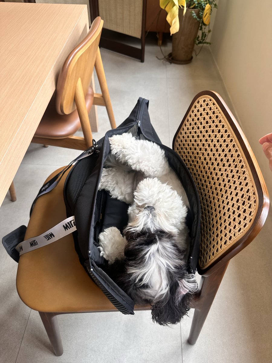 nonplayablecin's tweet photo. todays workstation, shes trying her best to get my attention. its working. https://t.co/hn92O8PhAg