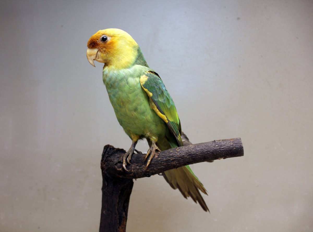 giveashitnature's tweet photo. Carolina parakeets were the only parrots native to eastern North America. They had a green body, yellow head, orange face, and flew in noisy flocks across the southeastern US. 

They ate the fruit in farmers' orchards, and farmers shot them by the thousands. They had a fatal social instinct: when one was shot, the rest of the flock circled back to "mourn" the dead bird, where they could be shot too. Entire flocks could be killed off in single afternoons.

In 1885, the Cincinnati Zoo bought 16 of them for $40, hoping to breed enough to save the species. The captive breeding program didn't work, and by 1917, only two were left: a male called Incas and his mate of 32 years, Lady Jane. 

She died in late summer 1917. The zookeepers said Incas became "listless and mournful" and stopped eating.

On February 21, 1918, Incas was found dead in the morning after a cold night.

It really makes you wonder what the woods would sound like if their flocks still flew overhead.