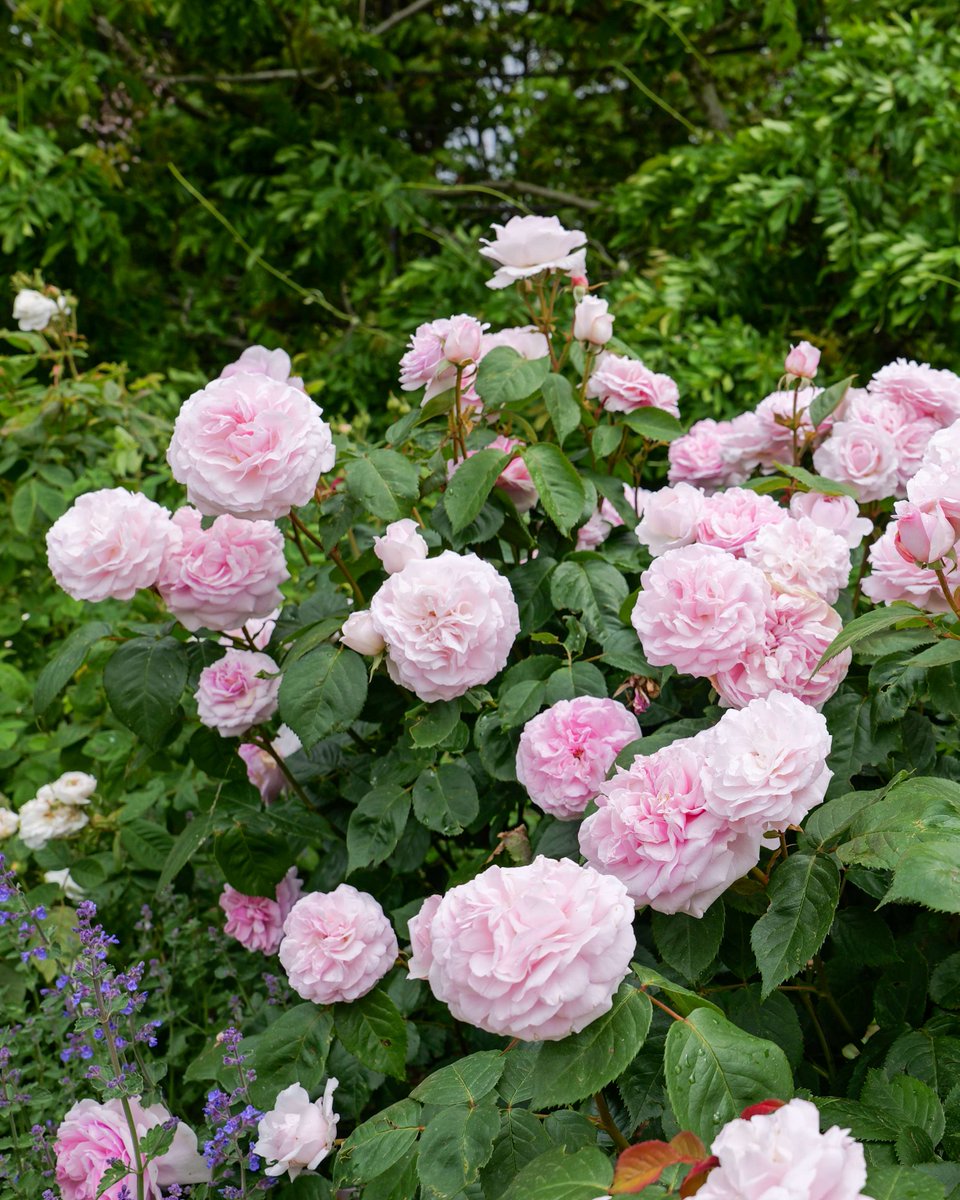 TrenthamEstate's tweet photo. The David Austin Rose Border at Trentham is putting on a spectacular show! ✨

Created to celebrate the timeless beauty of English Roses, this stunning border is a feast for the senses! 🌹 Have you visited yet?!  👉 https://t.co/hbiVPoVz6a ✨ https://t.co/oMO1qGCFp0