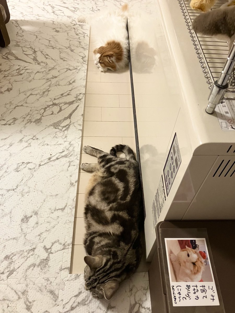 ねこカフェMimi (@verisa3773tida) / Posts / X