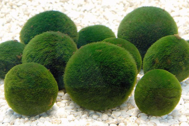 notholaenas's tweet photo. eridian pebbles that look like marimos https://t.co/KM6gl6Bi91