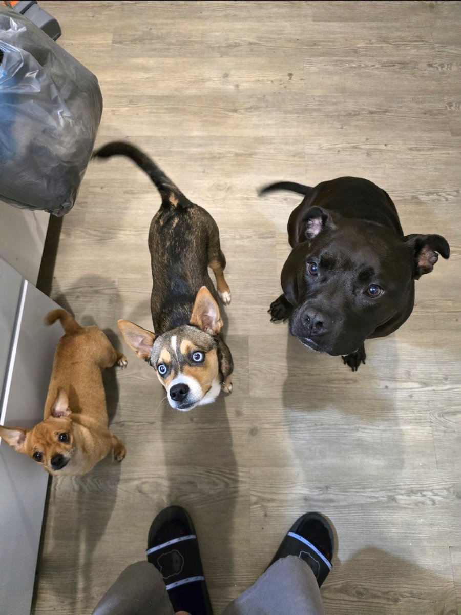 BusyDadOf8's tweet photo. My doggies are my 4 legged kids lol #DogLife #Dogs #FurBabies #PittyOwner #HuskeyOwner #ChihuahuaOwner https://t.co/7NM97wlEPo