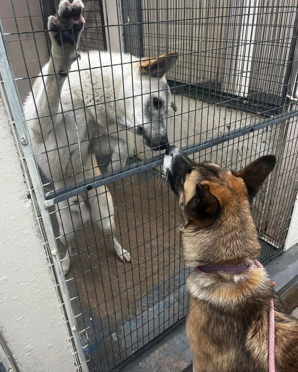 Animal Adoptions UK 🐕‍🦺🐈🐎❤️ tweet media