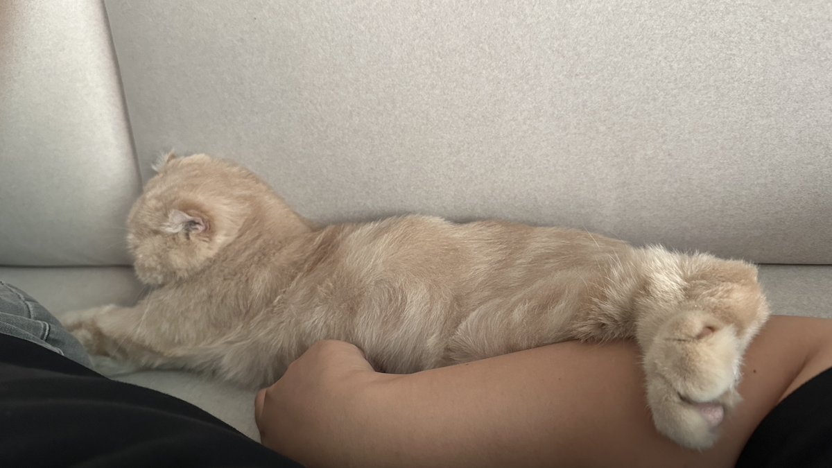 niinii_meow's tweet photo. https://t.co/QPSQA3d0IJ