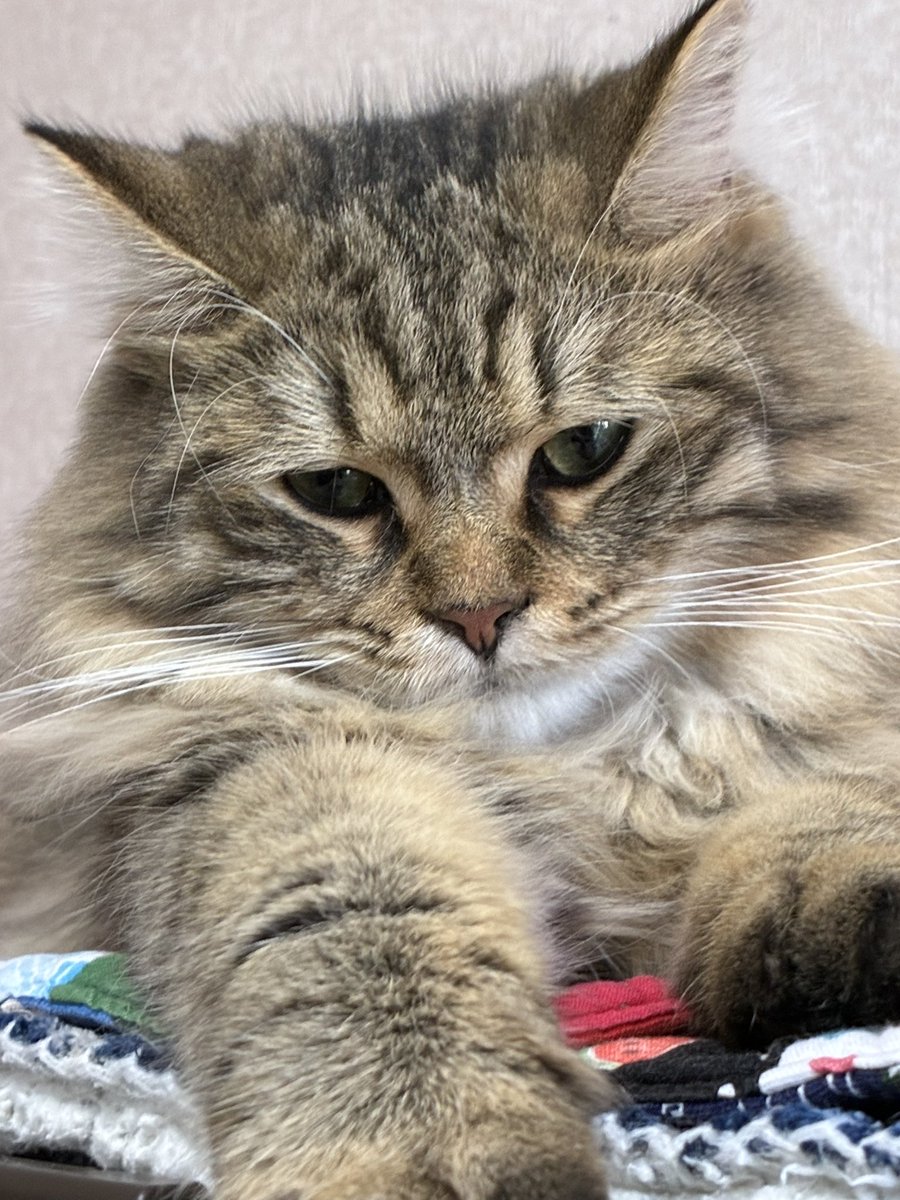 nagomicattery's tweet photo. しょぼん🐱

 #サイベリアン https://t.co/JUZ6TAcB5v