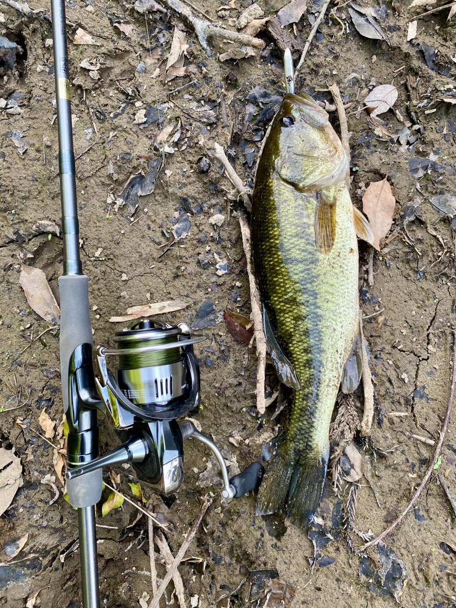sdmmm's tweet photo. 三島湖の初バックウォーター的釣り場でまともなサイズが釣れた。ルアーは虫系でバイトあったけど乗らず、結局I字です。子供もミミズで初バスでした。

1日目が調子良かったので、2日目も上流行ったらボウス。水死んでた。1日でこんなに変わるなんて、上流はギャンブルですね。 https://t.co/qrq29RdqMl
