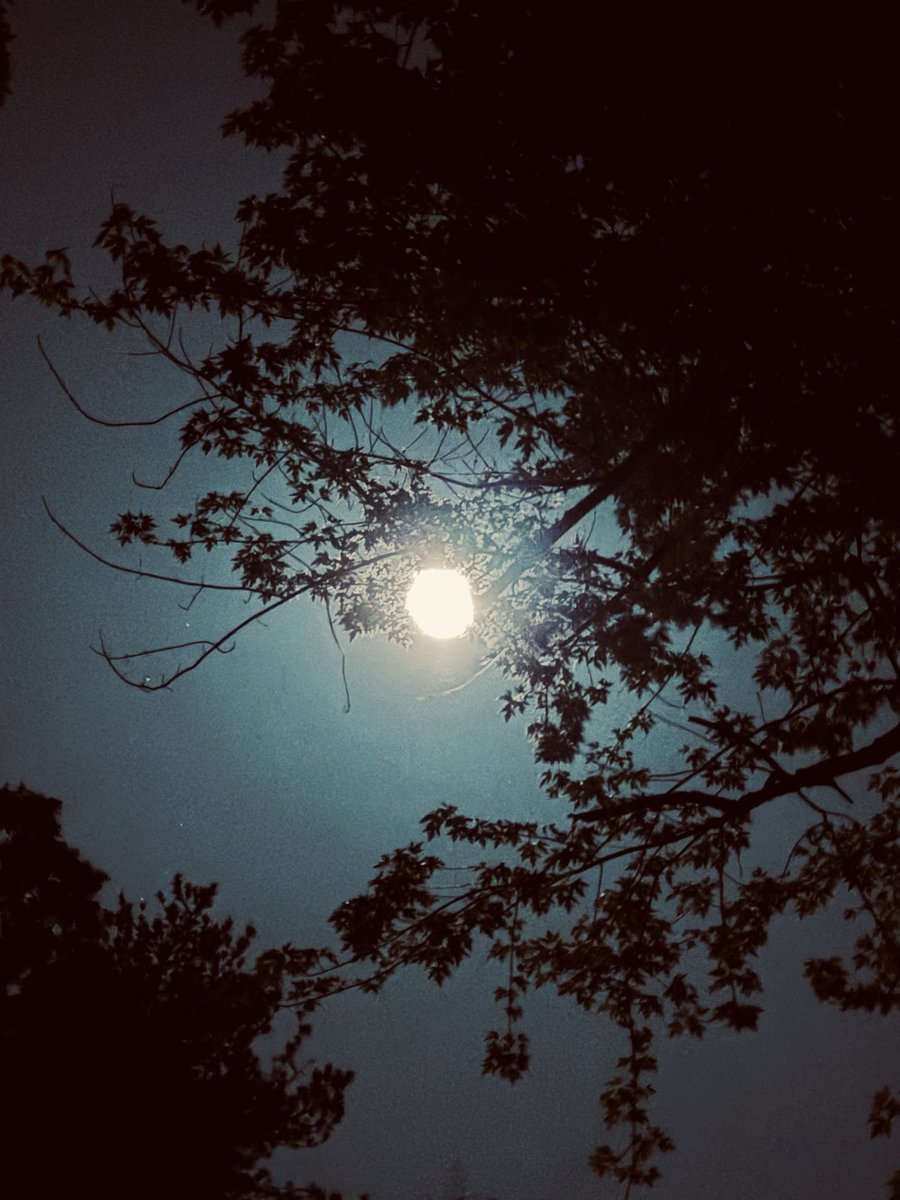 AprilStFranco's tweet photo. May Full Moon https://t.co/P87wbW19V4