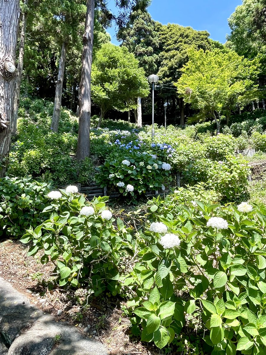 dayclip's tweet photo. 納品帰り、秋葉公園のアジサイチェック👀

ちょっと早かったのと、上のほうはだいぶ剪定されていて、「お楽しみは来年に」という感じでしょうか💦

ただ、見晴らしはいい感じ😉
もうちょっと先に、もう一回くらい散歩がてら様子見に〜☺️

#牧之原市　#牧之原 #秋葉公園 #アジサイ #あじさい https://t.co/QnW63WVasx