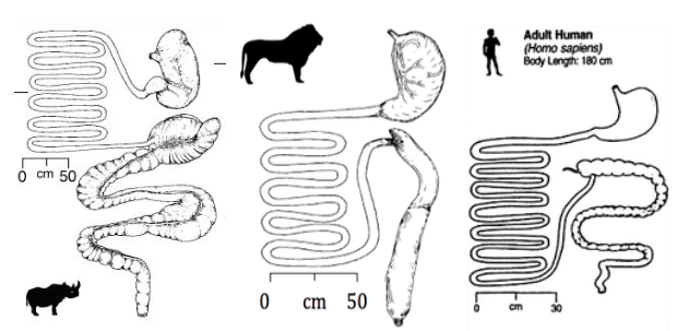 FvFot's tweet photo. @Objectivet69842 @IamMagenWinn @ClarksonsFarm1 We didnt evolve to eat meat, we literally have to cook it, the same way were able to get at plants we cant eat unless we cook them https://t.co/bSBbkKMegm