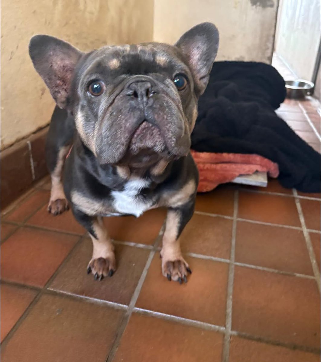 Animal Adoptions UK 🐕‍🦺🐈🐎❤️ tweet media