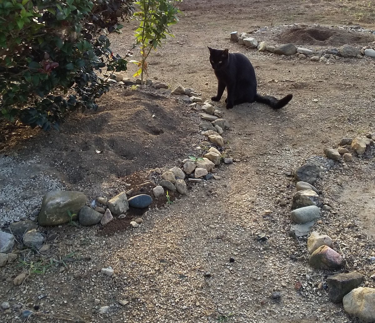 jun_hamagu95692's tweet photo. 糞尿の対策をしている、地域猫活動のポストを見たことがない。

と投稿したら、活動している方からこんな写真と、体験談頂きました。

[糞尿被害で一番迷惑を被っていた方にトイレ場所を提供していただきました。
朝晩の餌やり時にトイレ掃除をし、近隣のお宅には猫の忌避剤をお配りしました。]

糞尿被害で困ってる住人に交渉して、この砂場を設置して毎日掃除にいく。
住人の方にとっては、何年も他人を敷地に入れたくないだろうし、糞尿被害も深刻。地域猫活動への理解なんて得られるわけがないと思います。
　でも、このボランティアさんは粘り強く交渉して住人の理解を得たそうです。
　そして、この保護団体さんは、この地域の地域猫活動を無事成し遂げて、この砂場トイレも撤去したとのこと。
勿論、ここ以外にも排泄したでしょうけど、この努力は凄い❗️

これぞ、地域猫活動ですよね
素晴らしい✨
これだったら、地域猫活動という言葉も理解��きます👍
　活動されてる皆さん、トイレ設置が一番困難だと思うんです。
　この話題を投稿すれば、世間の理解も得られると思いませんか！？
　他人の庭を写真拡散するわけにはいかない！？
　そりゃそうです。
でも、トイレのとこだけ切り取って投稿すれば、わからないですし、エピソードを充実させれば、沢山の方に理解されると思いますよ。

餌のマナーを守っても、猫は排泄します。迷惑している方には、何の意味もないことかもしれません。
もっと、排泄への取り組みを発信して下さい❗️