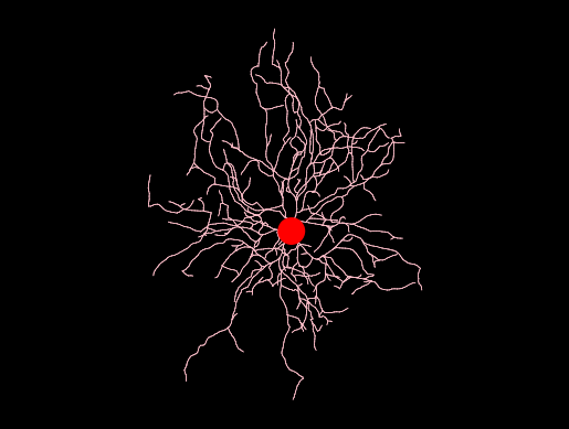 NeuroMorphoOrg's tweet photo. New agile release of https://t.co/xq9slALVmX available, v8.6.120, including 374 novel reconstructions in the Celdran archive. https://t.co/MI6OA2Xfox https://t.co/Smwjh5668n