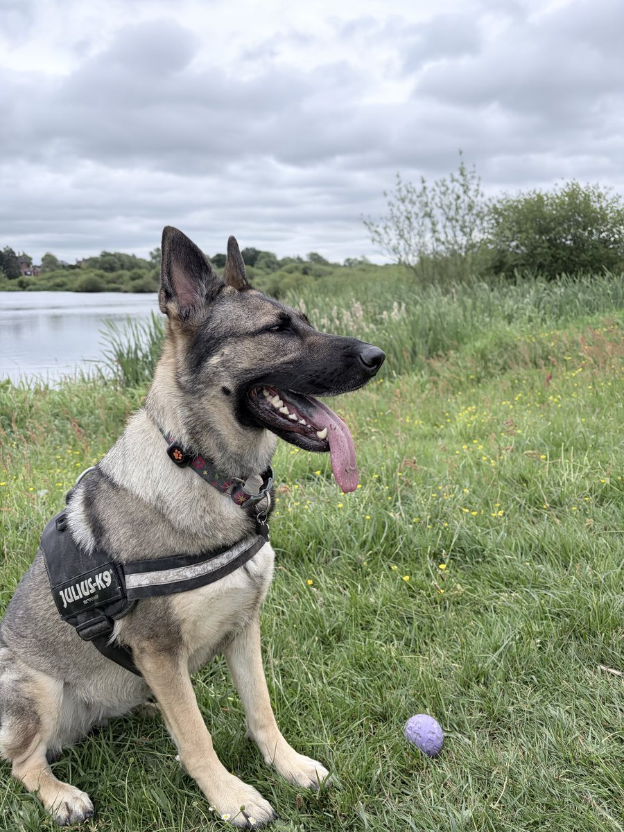 GSDvine's tweet photo. Out in the marshes 🐾🐾 https://t.co/wWUkkVDQ53