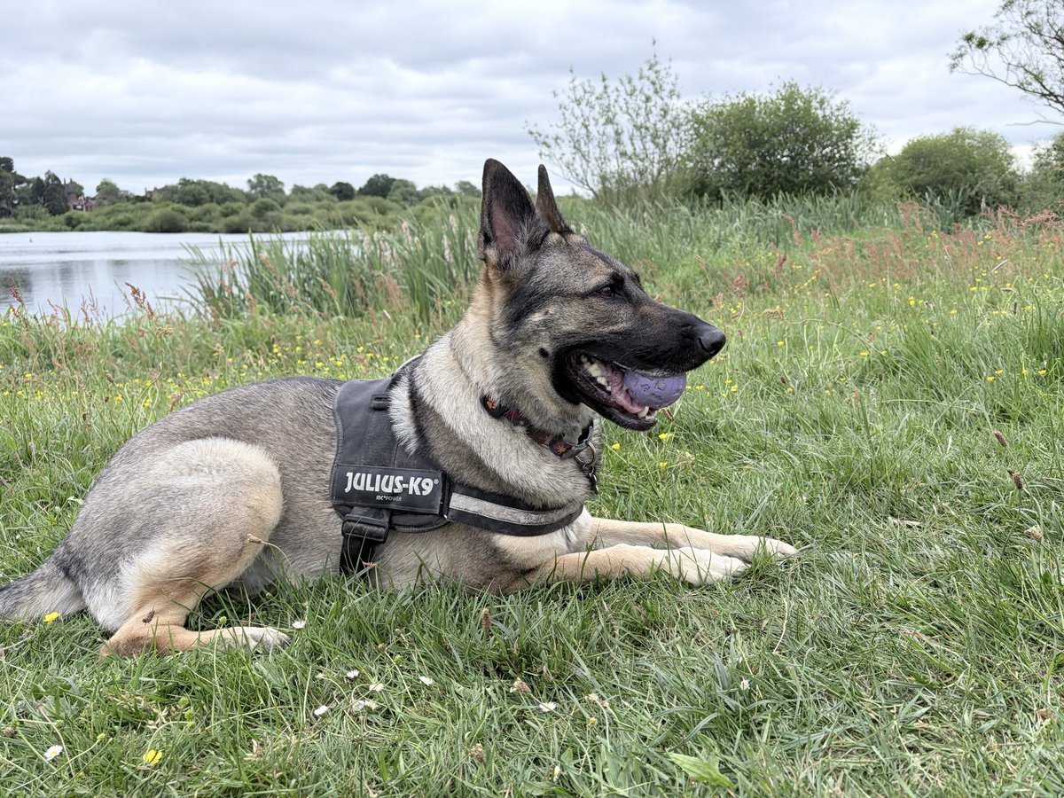 GSDvine's tweet photo. Out in the marshes 🐾🐾 https://t.co/wWUkkVDQ53