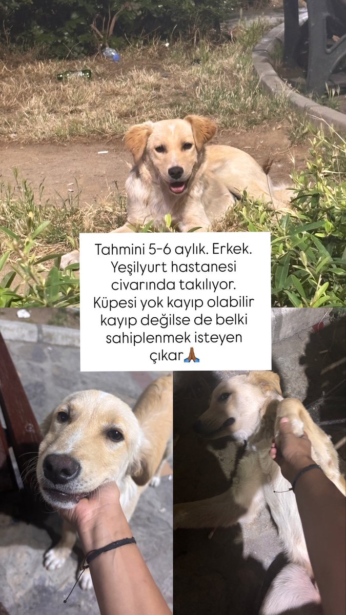 detoxbitti's tweet photo. Arkadaşlar rica etsem paylaşır mısınız🙏🏾🙏🏾

@minkominkom @esritesrotesra @neseidilyeni @nesliko @tursiko @sagan_mr @hhazalsahin https://t.co/cEIQvUbBTT