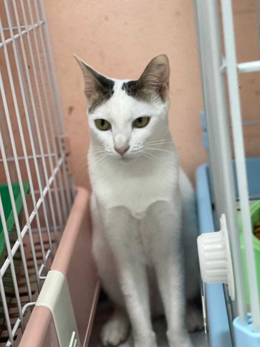 freemeowww's tweet photo. อัพเดทน้องคนสวยนะคะ น้องยังไม่ได้บ้านเลย พี่ๆ ช่วยรีทวิตส่งน้องให้มีบ้านที่อบอุ่นเป็นของตัวเองกันเถอะนะคะ🙇🏼‍♀️
เพศ เมีย 
อายุ 1 ปี
ตรวจโรค ถ่ายพยาธิ วัคซีนครบ 
ตอนนี้ค่าฝากเดือนละประมาณ 3 พันบาท (อยู่กับพี่ชายและแม่ค่ะ) เดี๋ยวมาอัพเดทพี่ชายอีกทวิตนึงน้า 🥺
#แมวจรหาบ้าน #หาบ้านแมวจร https://t.co/mb12HPzuz0