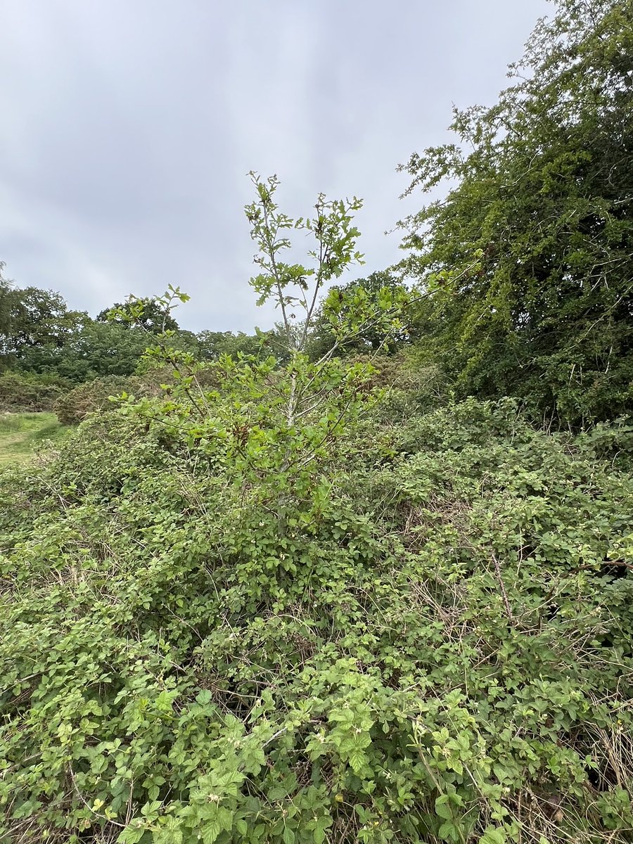RussellB1ggs's tweet photo. @GrahamDenny9 @greenbeltsal @BC_Suffolk @BumblebeeTrust Brambles are essential for the natural regeneration of our trees 🌳 especially Oak which would be eaten by 🦌without protection @TheKentAcorn https://t.co/oxVLzGSNlw