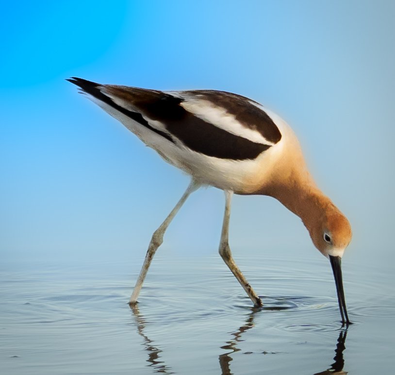 WildBeyondPhoto's tweet photo. The unique elegance of the American Avocet. 

Love watching this lovely bird. 

Happy Monday 🧡✨️

#wildlife 

©️ Wild &amp; Beyond Photography https://t.co/0w5WxVO0vi