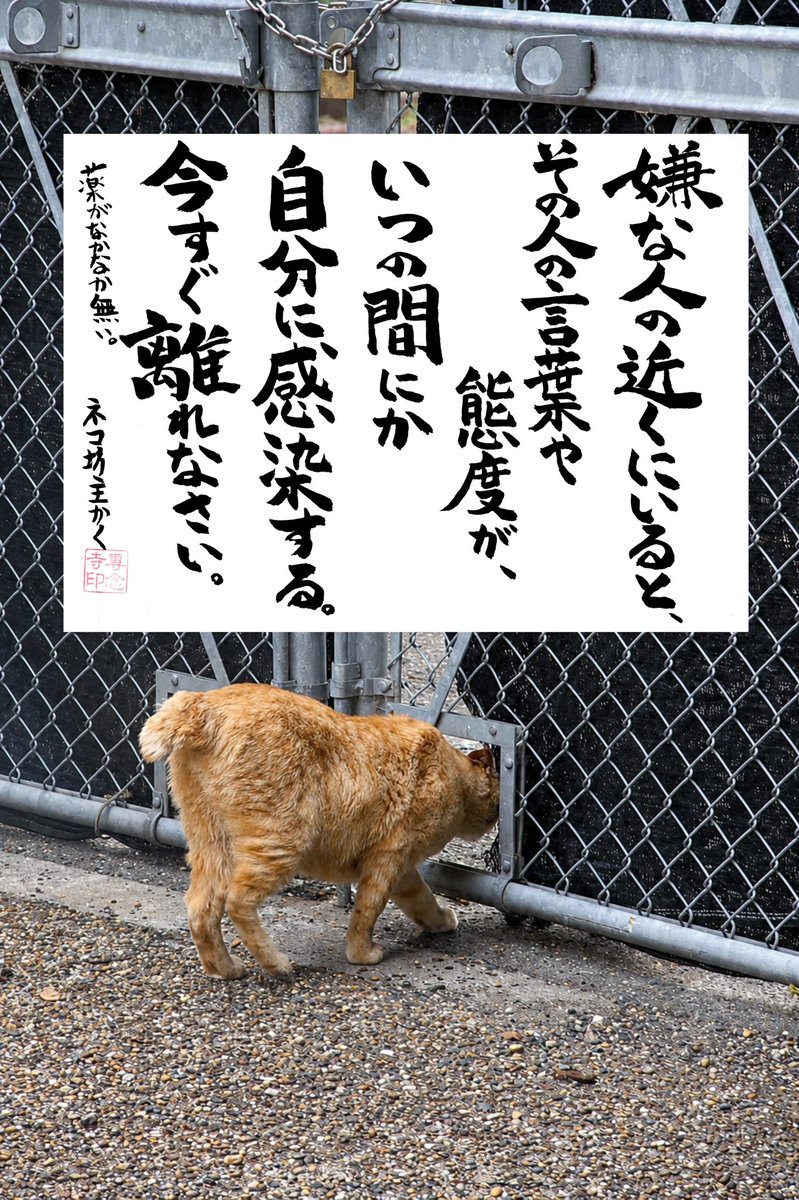専念寺/ネコ坊主 tweet media