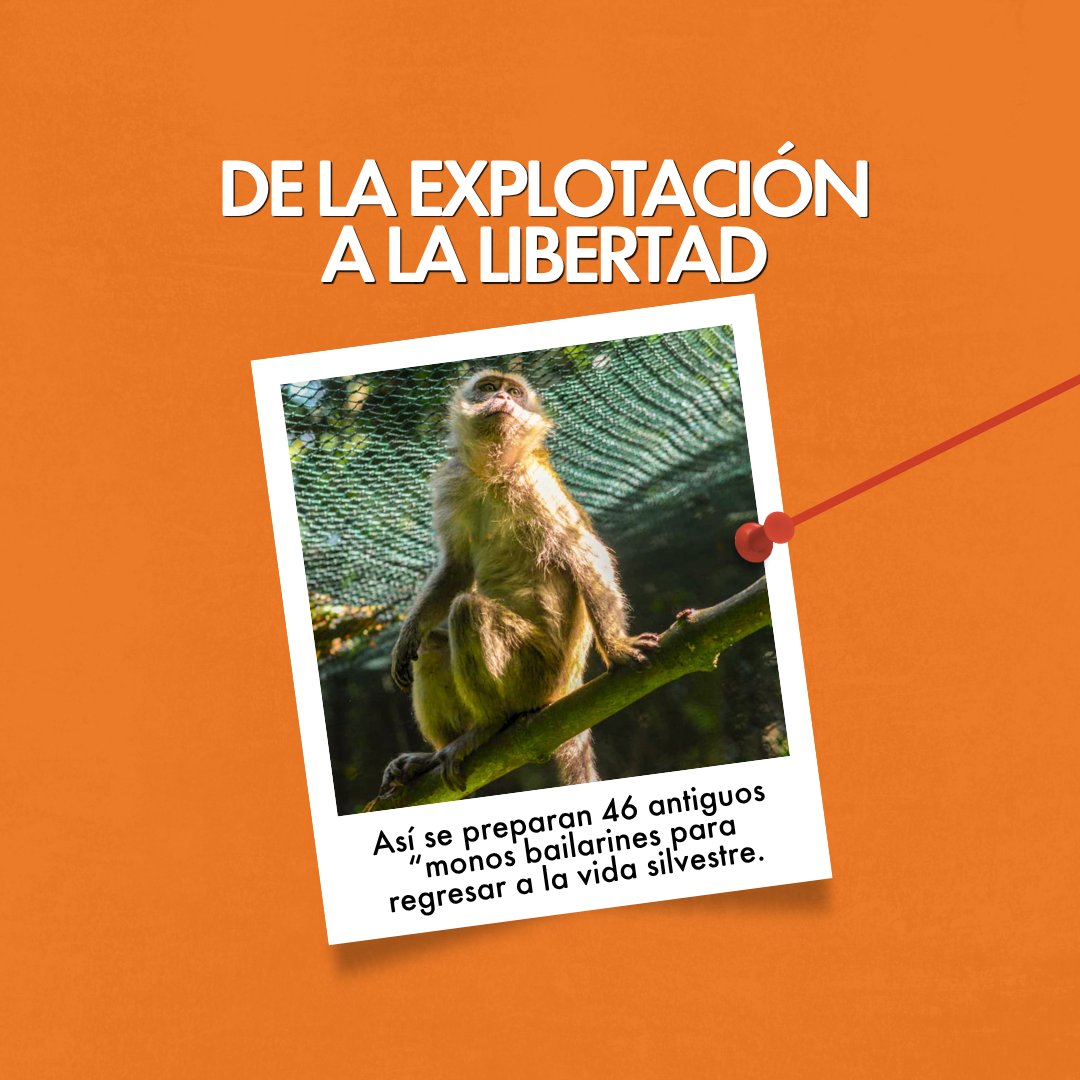 MovemosalMundo's tweet photo. Durante años, estos macacos fueron usados para el entretenimiento, negándoles la vida natural que merecen. Pero cuando trabajamos juntos, las historias cambian. 🧵 https://t.co/riFdBZhyQh