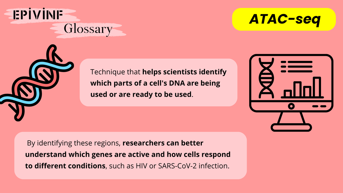epivinf's tweet photo. 🔬 In order to study the epigenetic mechanisms altered by infections such as #HIV or #SARSCoV2 our researchers use different techniques. One of them is named ATAC-seq 👇 https://t.co/B2kQFzowWK