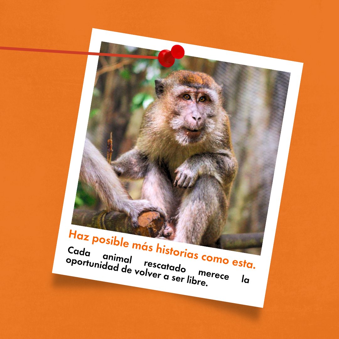 MovemosalMundo's tweet photo. 👉 Dona hoy y ayuda a que más animales vuelvan a ser libres. https://t.co/2Ks19wPicU