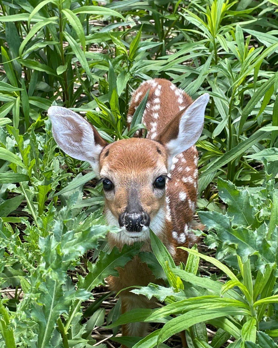 CVC_CA's tweet photo. Happy June 💚 and happy fawn season! 🦌 

Young white-tailed deer are beginning to build their confidence as they explore meadows, forests and natural areas alongside their mothers. While these spotted fawns may seem small and vulnerable, they are often exactly where they’re supposed to be.
 
Mother deer frequently leave their fawns alone for short periods while they forage nearby, returning regularly to feed and care for them. If you come across a fawn, admire it from a distance and give it plenty of space so it can continue growing, learning and exploring the natural world.