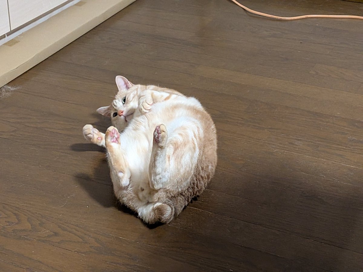 momoyaso180's tweet photo. あかまるがコロコロしてる🤣 https://t.co/9FiqaUWzet