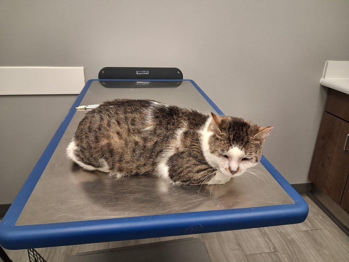 SpayNeuter4's tweet photo. #Artemis at Animal Care Center for updated vaccines. Covenia and eye meds https://t.co/njtaSGuaf3