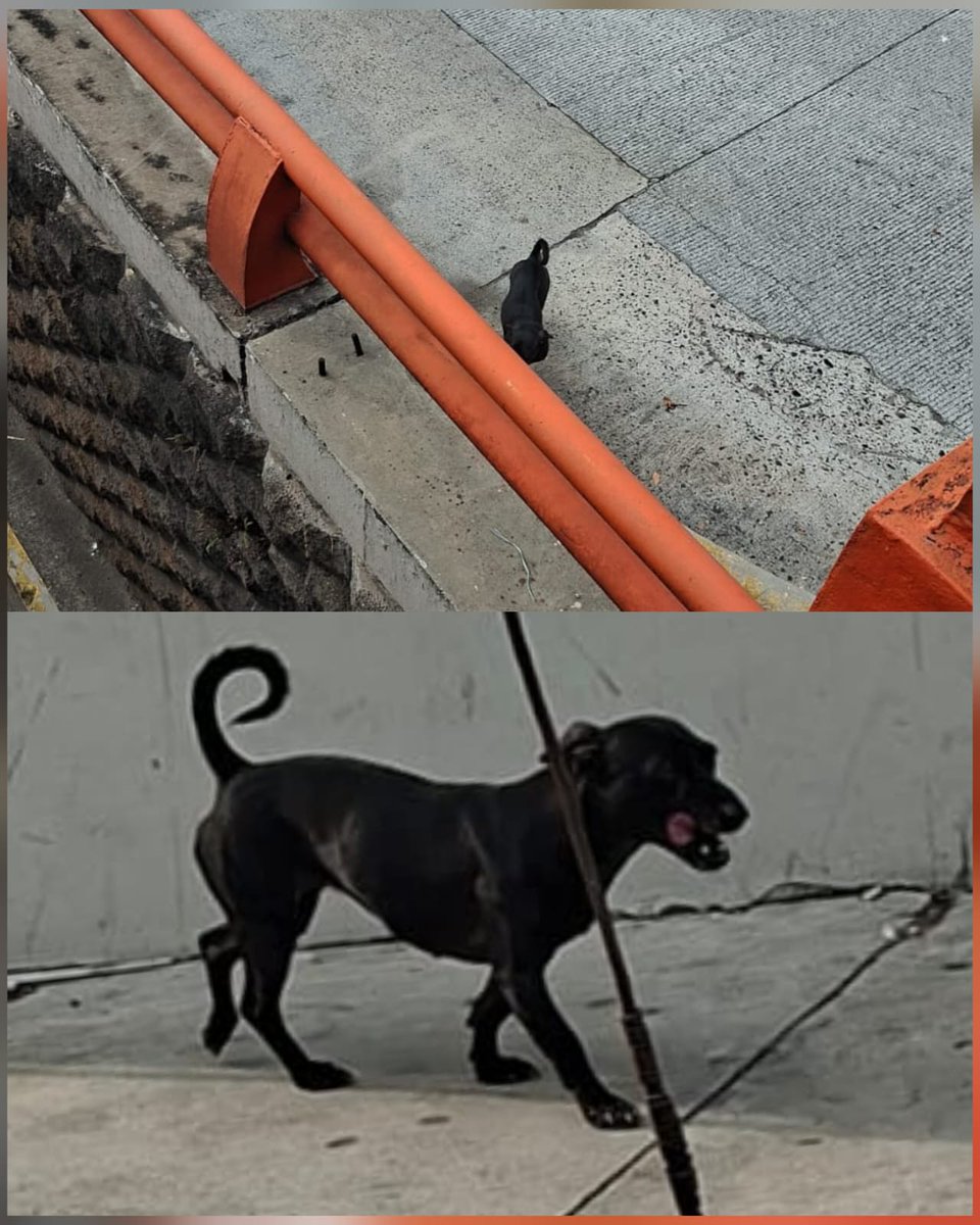 lyssitta's tweet photo. SERVICIO SOCIAL✅️
#deambulando ‼️
SE BUSCA A SU FAMILIA O RESGUARDO 📣
Nos envían 👇🏻

Hay un perrito perdido en los alrededores del mágico Gonzáles san salvador tiene la patita lastimada, ayuda si alguien lo reconoce se ve que es de casa y desorientado

Visto : 7.15 am/ 01.jun https://t.co/CpaWR0tZxS