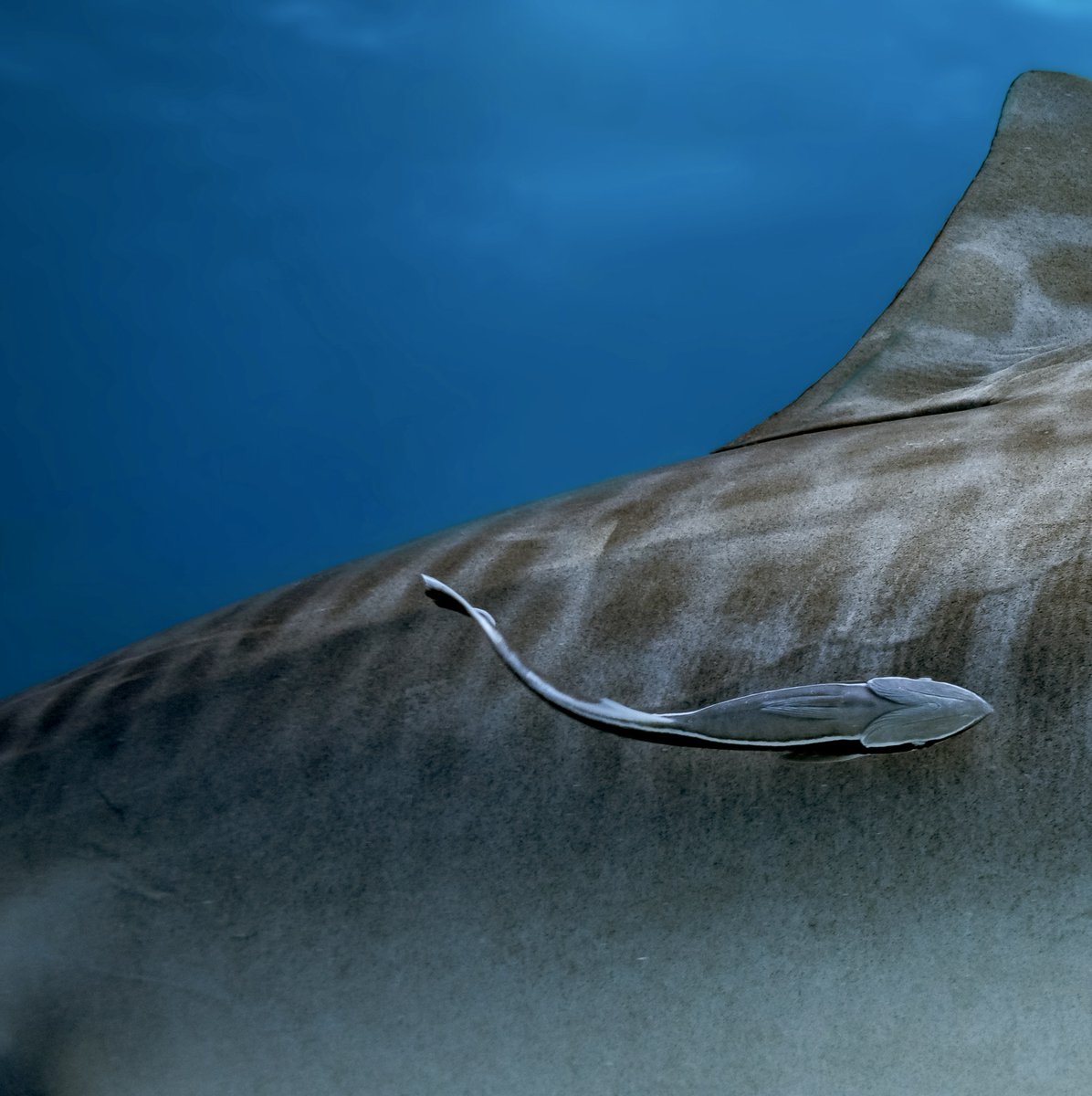 Discovery's tweet photo. 📸 + 💭: IG @/jayclue

"Who else thinks tiger sharks have the most beautiful stripes?  Swipe for a closer look. The last one is my fav 🦈 "

#tigershark #sharkdiving #tigerstripes #sharks  #MarineMonday https://t.co/0FZaNjwyOS