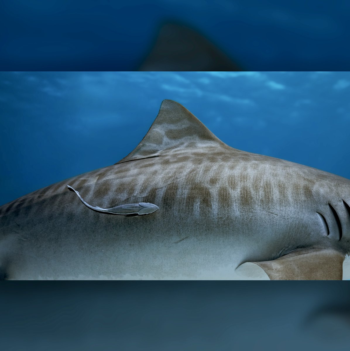 Discovery's tweet photo. 📸 + 💭: IG @/jayclue

"Who else thinks tiger sharks have the most beautiful stripes?  Swipe for a closer look. The last one is my fav 🦈 "

#tigershark #sharkdiving #tigerstripes #sharks  #MarineMonday https://t.co/0FZaNjwyOS