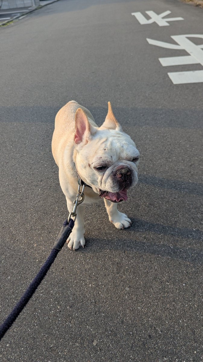 kagizen's tweet photo. 6月1日。京都暑いです。老犬と老人は日中に出歩いたらあかんです https://t.co/56mhPp2URb