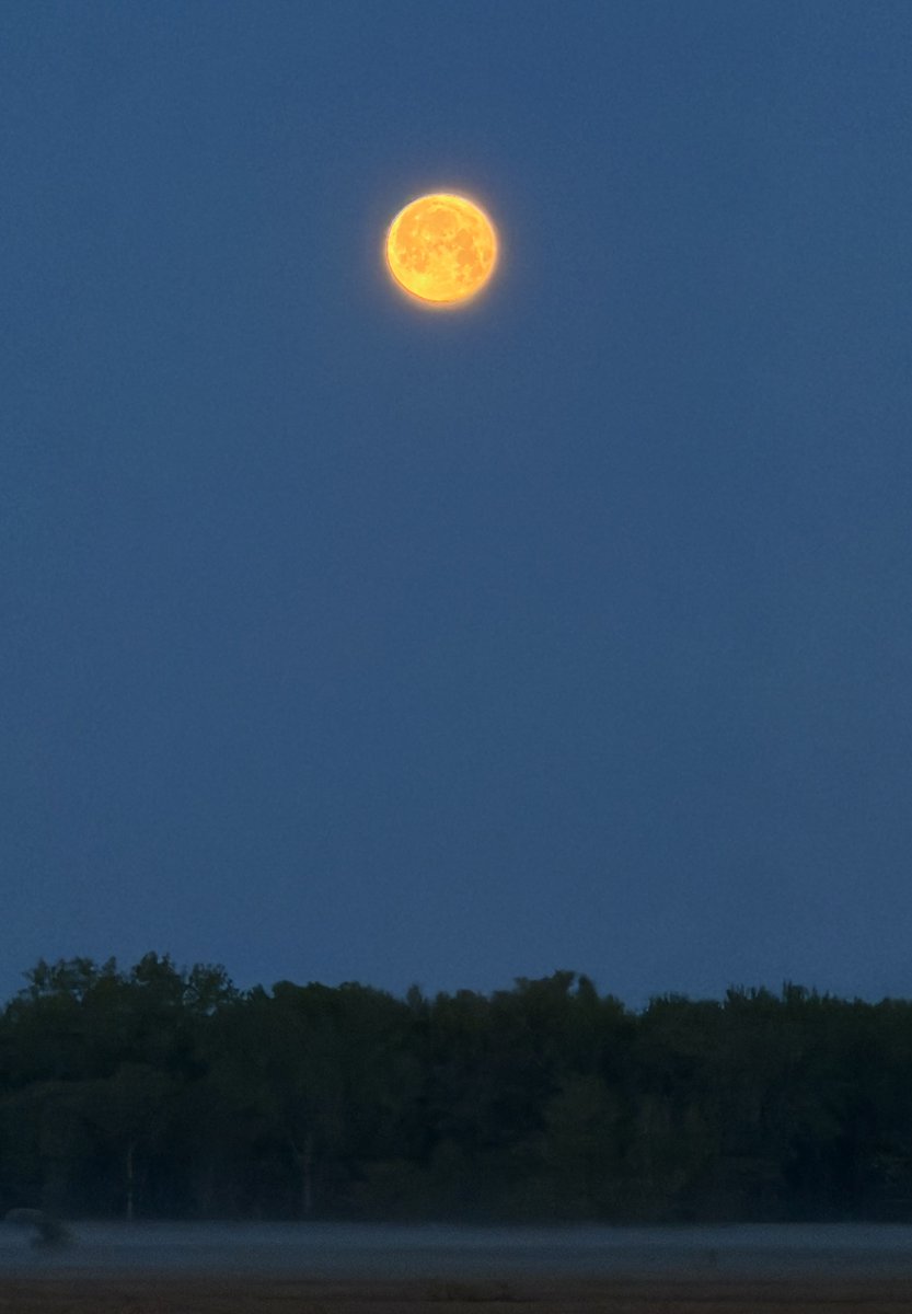 DanielleRobdany's tweet photo. 🌕🌕♥️🌕🌕 https://t.co/akN2dvBjl3