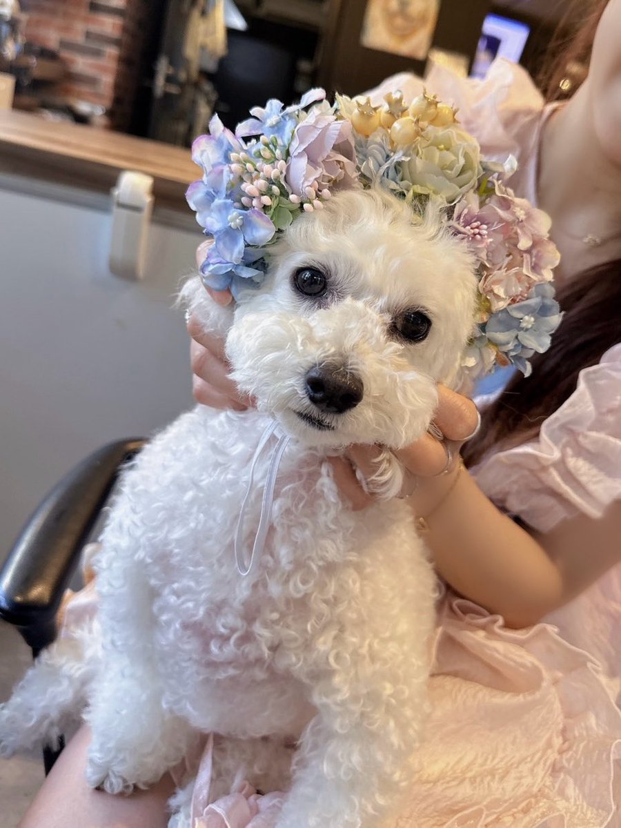 わた(春)☁️ tweet media