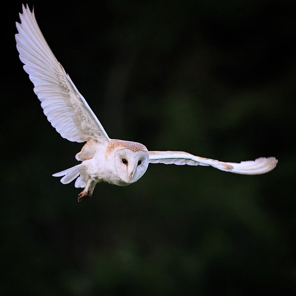 birdingjack's tweet photo. Barn owl.

What a beauty. 

#wild #springwatch #nature #birding #barnowl https://t.co/0XLL1eJoV1