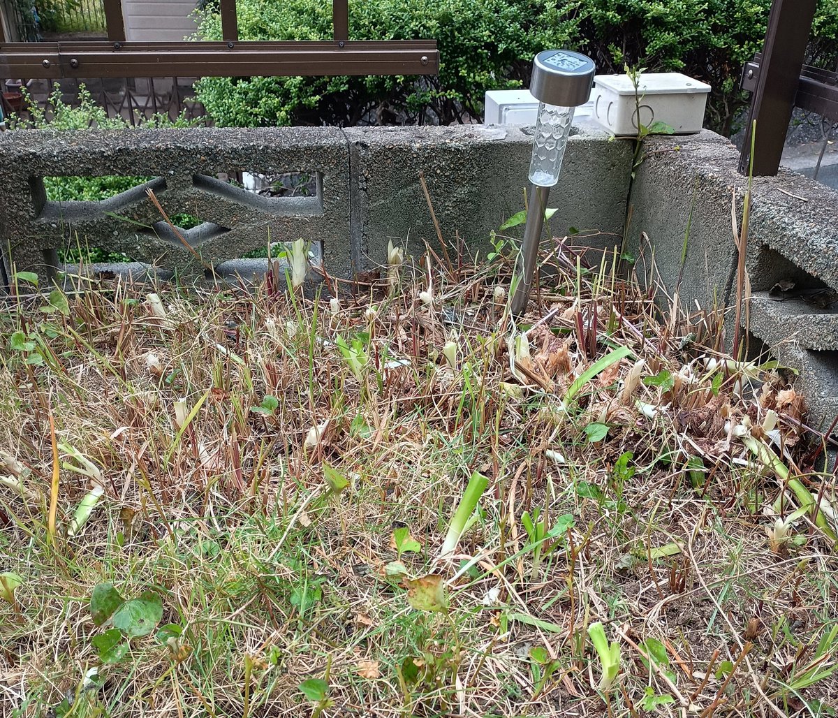 chie_botani's tweet photo. @choboru_nto そうなんです‼️アガパンサスは、まさに今からが花の季節なんですけど、この状態🤣🤣🤣 https://t.co/KbG6yh0sqp