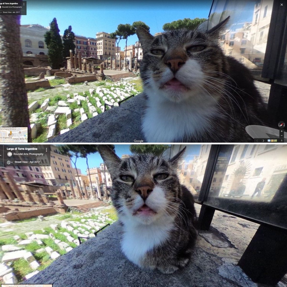 TheCatsX's tweet photo. google street view in rome https://t.co/7OSKUnQEVI