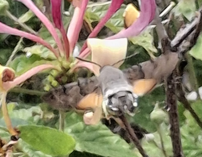 RGWritesFantasy's tweet photo. After what seems like months in my office it's been great to take some time out and reconnect with the creatures in my garden.

Now to get back to reality, and my least favourite part of the writing process... editing 😱

A Time Of Flames Book Three – Blood Raven  
coming this year!

#WritingCommunity #readingworld #fantasybooks  #readingcommunity  #Romantasy #WritingLife #fantasy #Fantasyreads #art #FantasyBooks #WIP #readerscommunity