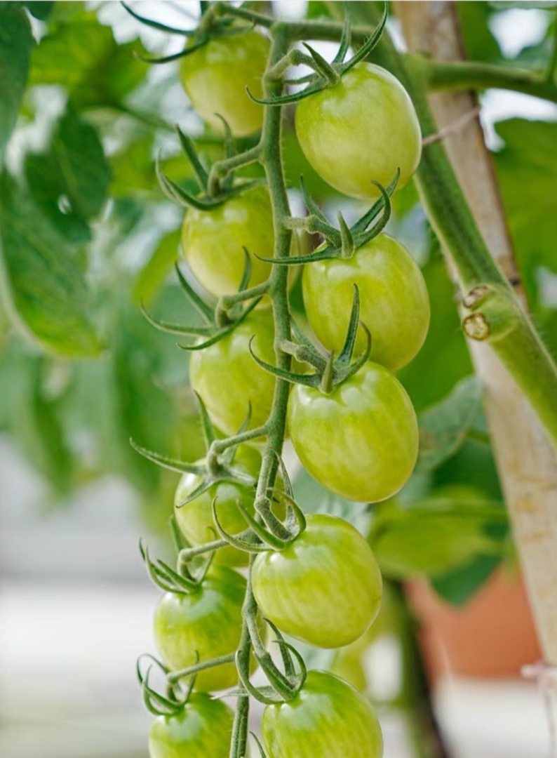 utahs3o2011's tweet photo. Just tried the new organic cherry tomatoes from local farms! They’re juicy, sweet, and have zero weird aftertaste—perfect for salads or snacking. A must-buy! https://t.co/6s9N9pAZi5